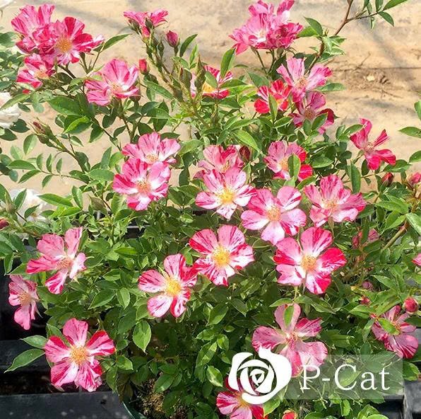 Hoa Hồng Kaze Hanabi – Hồng Nhật Bản Cánh Đơn Pháo Hoa - Ảnh 10