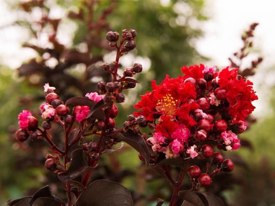 Cây Tường Vi Huyết Long – Tuyệt Phẩm Lá Đỏ Hoa Đỏ Cho Sân Vườn Đẳng Cấp - Ảnh 2