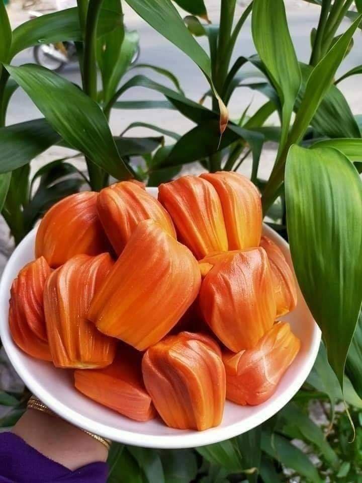 Mít đỏ Indo – Giống Mít Ruột Đỏ Indonesia Thịt Giòn, Ngọt Thanh, Năng Suất Cao - Ảnh 3