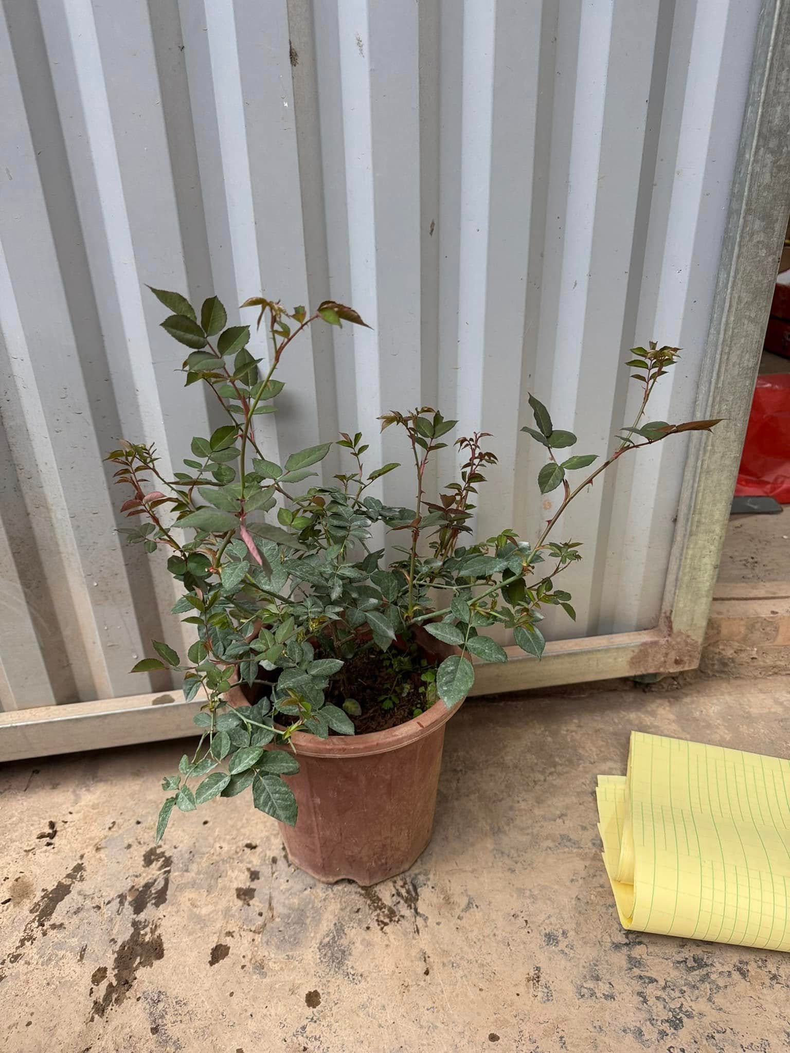 Cây Hoa Hồng Cổ Sapa – Hồng Cổ Việt Nam, Hoa Sai Quanh Năm, Sức Sống Bền Bỉ - Ảnh 2