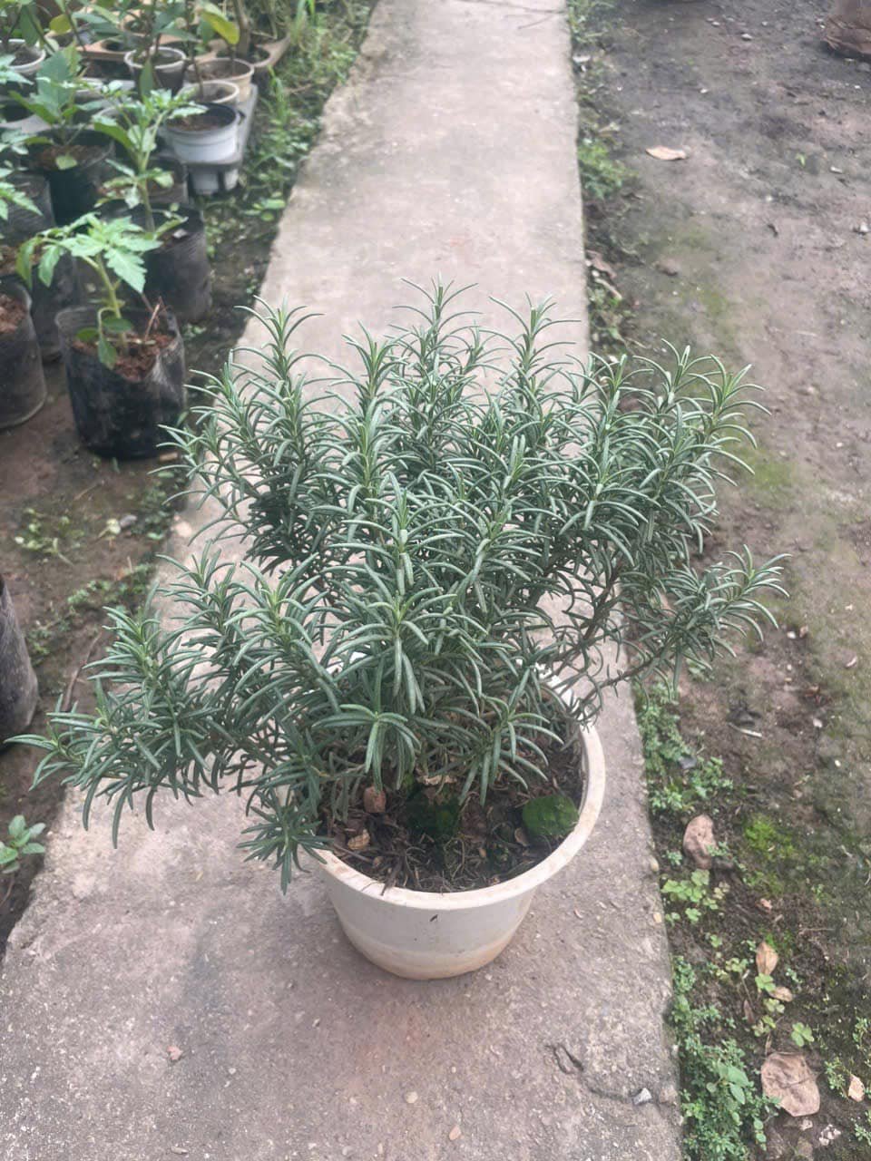 Cây Hương Thảo – Thảo Mộc Thơm Quý, Vừa Làm Đẹp Không Gian Vừa Có Giá Trị Dược Liệu - Ảnh 9