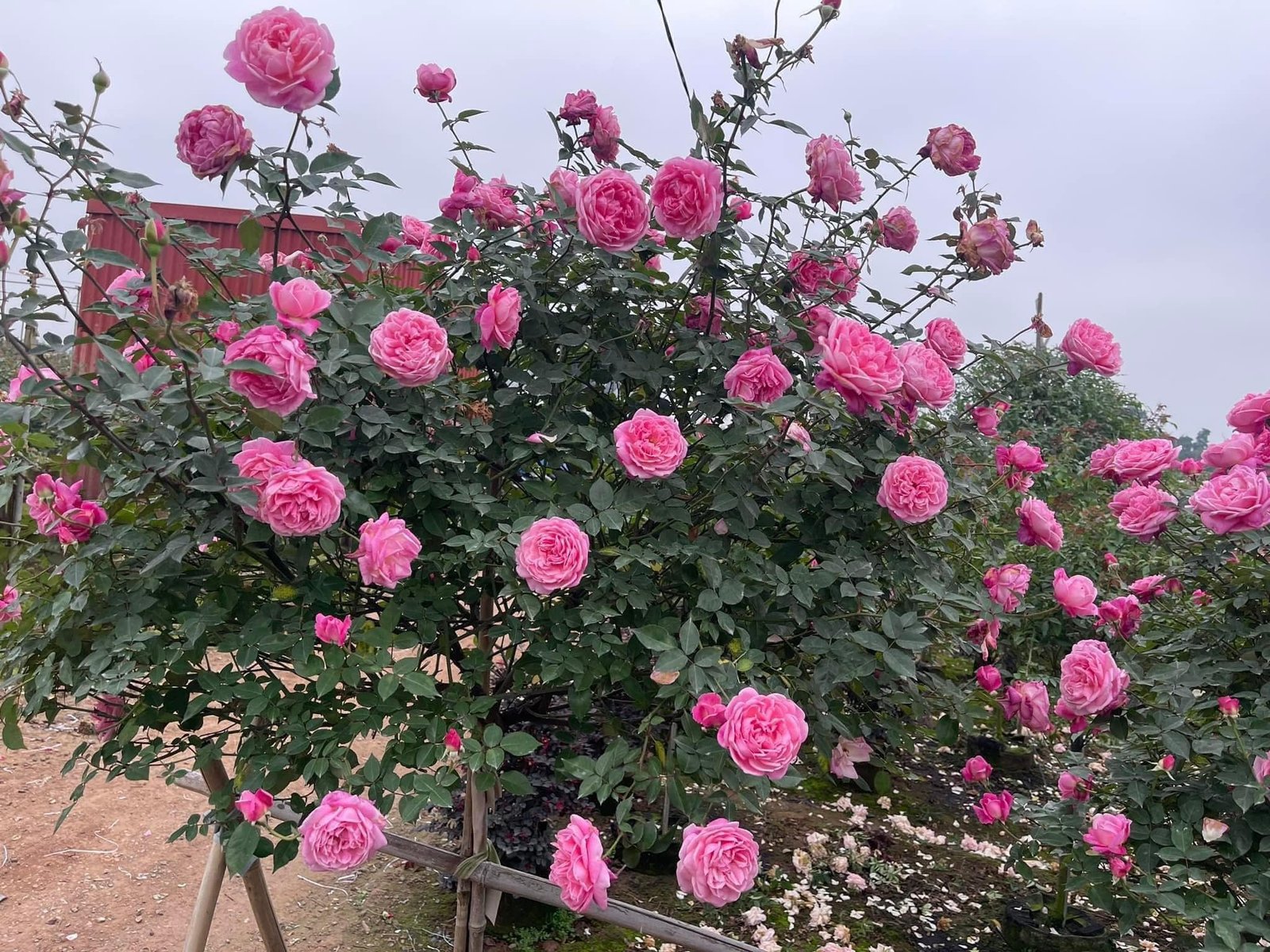 Cây Hoa Hồng Cổ Sapa – Hồng Cổ Việt Nam, Hoa Sai Quanh Năm, Sức Sống Bền Bỉ - Ảnh 3