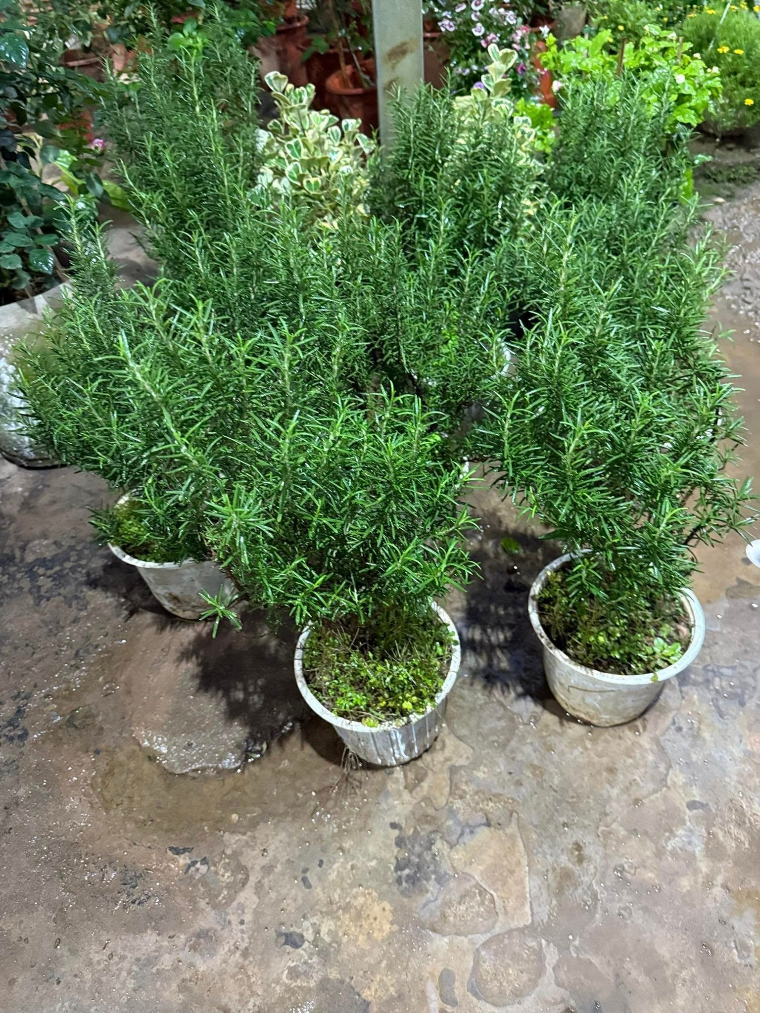 Cây Hương Thảo – Thảo Mộc Thơm Quý, Vừa Làm Đẹp Không Gian Vừa Có Giá Trị Dược Liệu - Ảnh 5