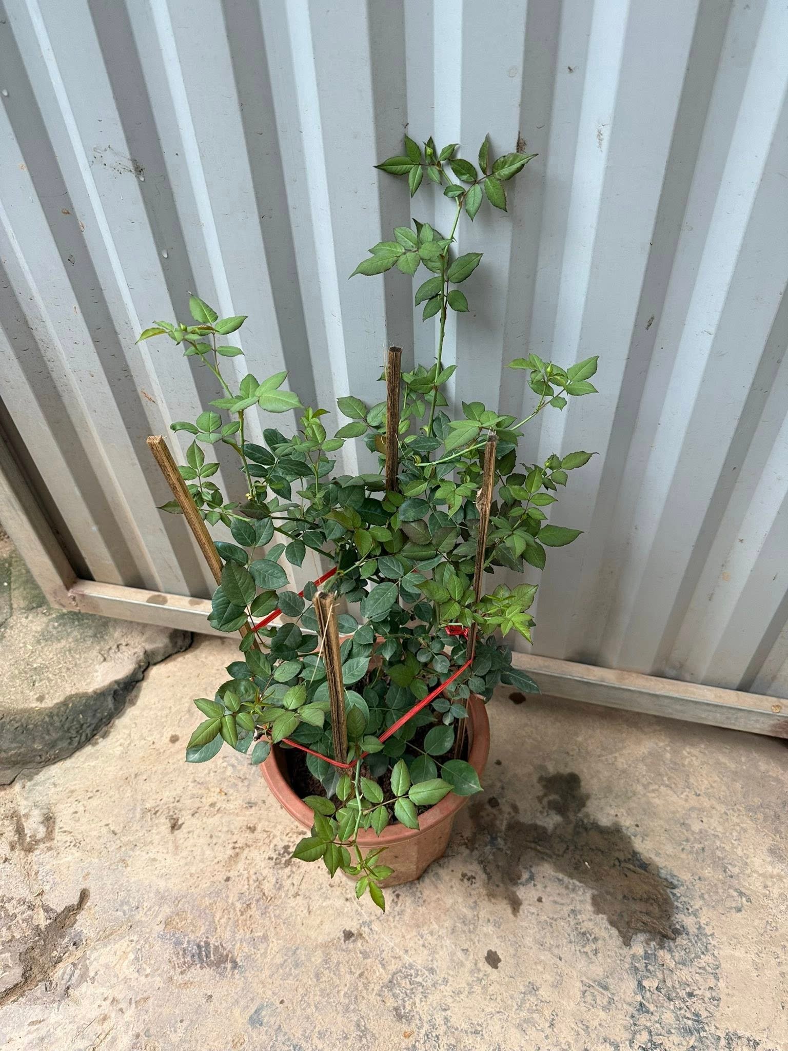 Cây Hoa Hồng Cổ Sapa – Hồng Cổ Việt Nam, Hoa Sai Quanh Năm, Sức Sống Bền Bỉ - Ảnh 4