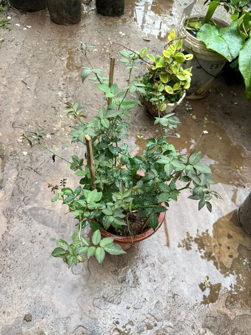 Cây Hoa Hồng Cổ Sapa – Hồng Cổ Việt Nam, Hoa Sai Quanh Năm, Sức Sống Bền Bỉ - Ảnh 5