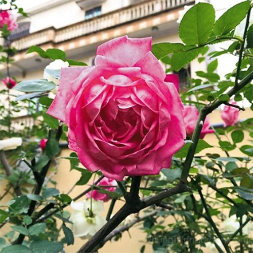 Cây Hoa Hồng Cổ Sapa – Hồng Cổ Việt Nam, Hoa Sai Quanh Năm, Sức Sống Bền Bỉ - Ảnh 6