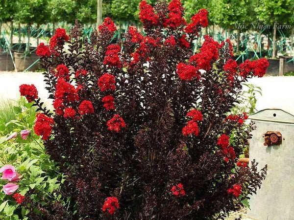 Cây Tường Vi Huyết Long – Tuyệt Phẩm Lá Đỏ Hoa Đỏ Cho Sân Vườn Đẳng Cấp - Ảnh 7