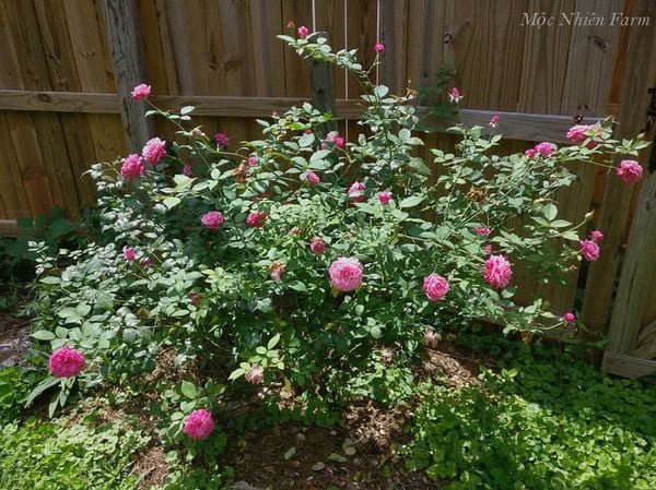 Cây Hoa Hồng Cổ Sapa – Hồng Cổ Việt Nam, Hoa Sai Quanh Năm, Sức Sống Bền Bỉ - Ảnh 10