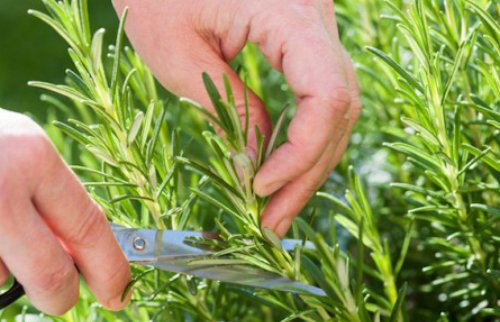 Cây Hương Thảo – Thảo Mộc Thơm Quý, Vừa Làm Đẹp Không Gian Vừa Có Giá Trị Dược Liệu - Ảnh 7