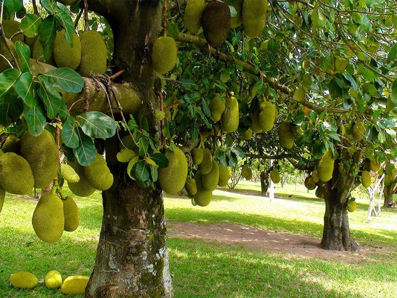 Mít đỏ Indo – Giống Mít Ruột Đỏ Indonesia Thịt Giòn, Ngọt Thanh, Năng Suất Cao - Ảnh 4