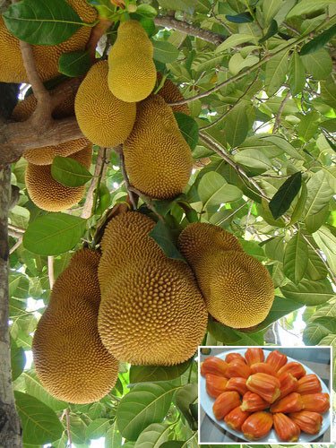 Mít đỏ Indo – Giống Mít Ruột Đỏ Indonesia Thịt Giòn, Ngọt Thanh, Năng Suất Cao