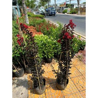 Cây Tường Vi Huyết Long – Tuyệt Phẩm Lá Đỏ Hoa Đỏ Cho Sân Vườn Đẳng Cấp - Ảnh 9