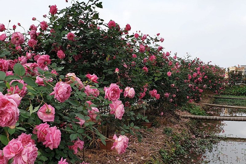 Cây Hoa Hồng Cổ Sapa – Hồng Cổ Việt Nam, Hoa Sai Quanh Năm, Sức Sống Bền Bỉ - Ảnh 12