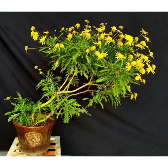 Hạt Giống Cúc Thân Gỗ – Loài Hoa Lâu Năm Độc Đáo, Hoa Vàng Sai Quanh Năm - Ảnh 2