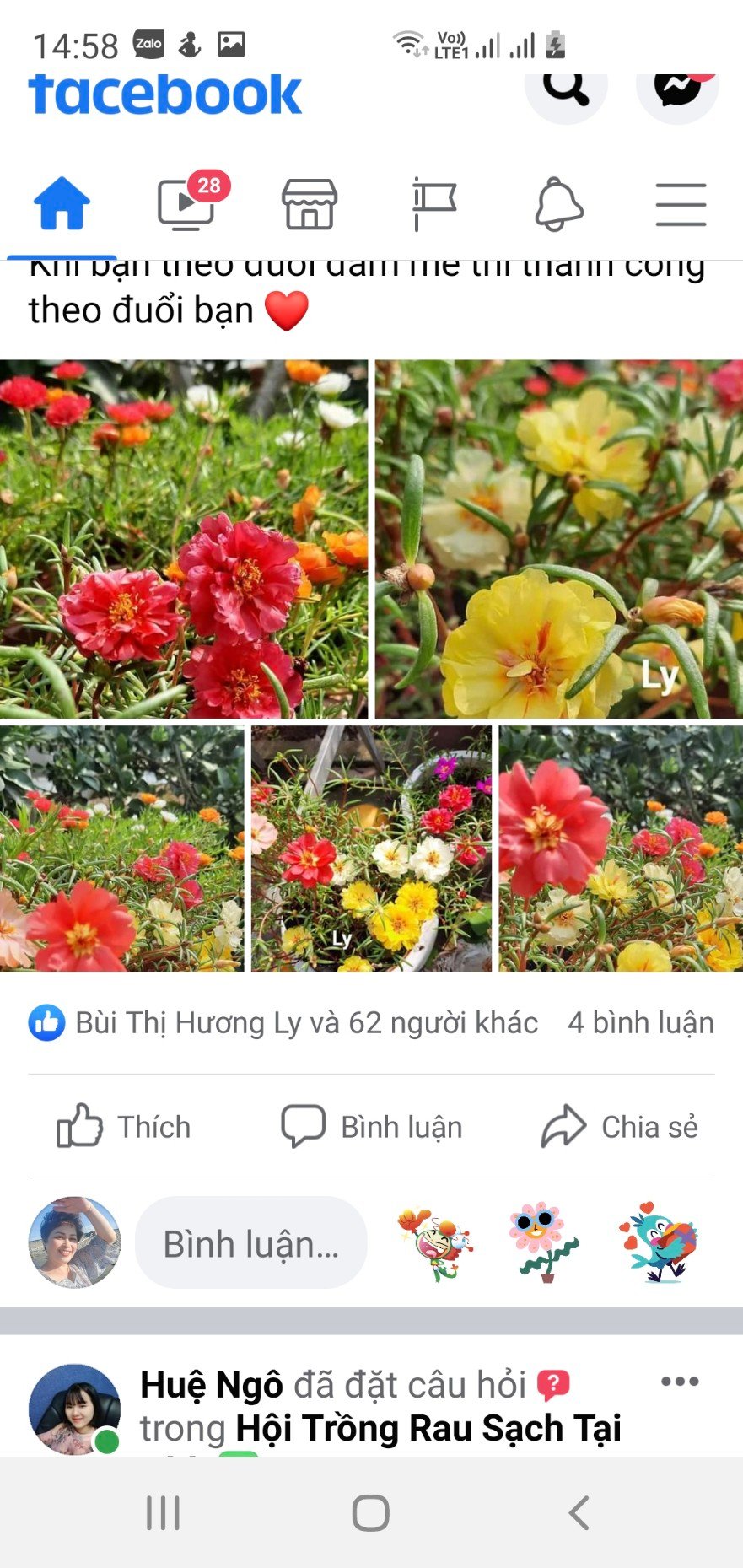 Hạt Giống Hoa Mười Giờ Mỹ 1kg (1000gr) – Nguồn Hạt Số Lượng Lớn, Hoa Sai Quanh Năm - Ảnh 8