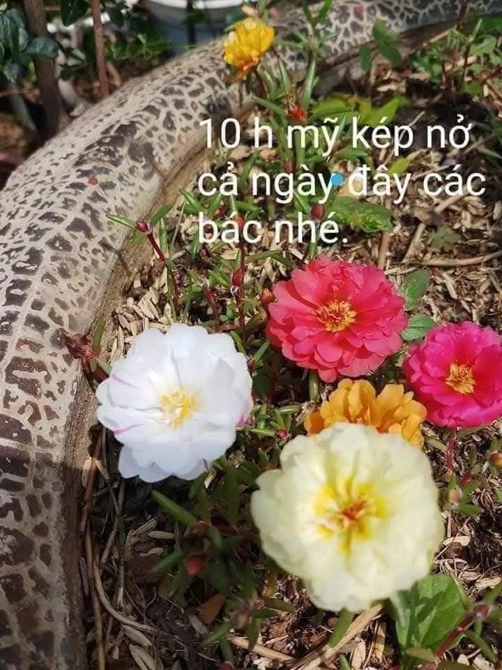 Hạt Giống Hoa Mười Giờ Mỹ 1kg (1000gr) – Nguồn Hạt Số Lượng Lớn, Hoa Sai Quanh Năm - Ảnh 7