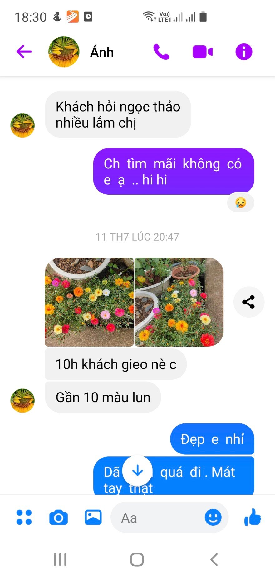 Hạt Giống Hoa Mười Giờ Mỹ 1kg (1000gr) – Nguồn Hạt Số Lượng Lớn, Hoa Sai Quanh Năm - Ảnh 6