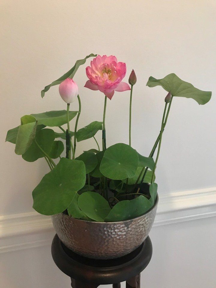 Hạt Giống Sen Nhật Mini 100gr – Sen Cảnh Thanh Tao, Gieo Trồng Số Lượng Lớn - Ảnh 8