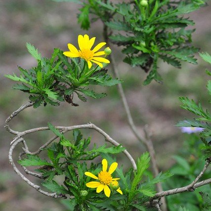 Hạt Giống Cúc Thân Gỗ – Loài Hoa Lâu Năm Độc Đáo, Hoa Vàng Sai Quanh Năm - Ảnh 4