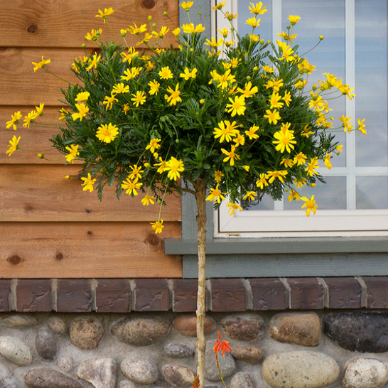 Hạt Giống Cúc Thân Gỗ – Loài Hoa Lâu Năm Độc Đáo, Hoa Vàng Sai Quanh Năm - Ảnh 5