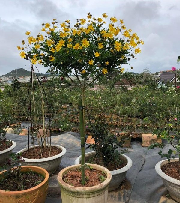 Hạt Giống Cúc Thân Gỗ – Loài Hoa Lâu Năm Độc Đáo, Hoa Vàng Sai Quanh Năm - Ảnh 6