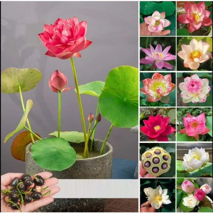 Hạt Giống Sen Nhật Mini 100gr – Sen Cảnh Thanh Tao, Gieo Trồng Số Lượng Lớn - Ảnh 6