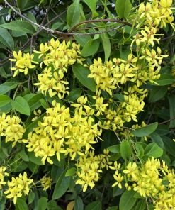 Cây Hoa Leo Mai Hoàng Yến – Vẻ Đẹp Vàng Rực, Leo Giàn Sang Trọng