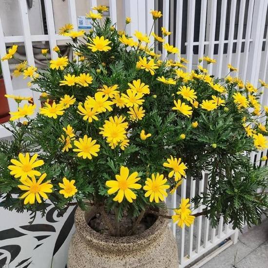 Hạt Giống Cúc Thân Gỗ – Loài Hoa Lâu Năm Độc Đáo, Hoa Vàng Sai Quanh Năm - Ảnh 10