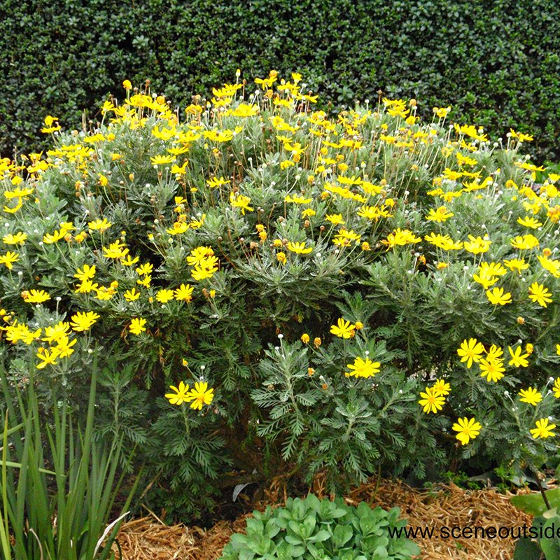 Hạt Giống Cúc Thân Gỗ – Loài Hoa Lâu Năm Độc Đáo, Hoa Vàng Sai Quanh Năm - Ảnh 9
