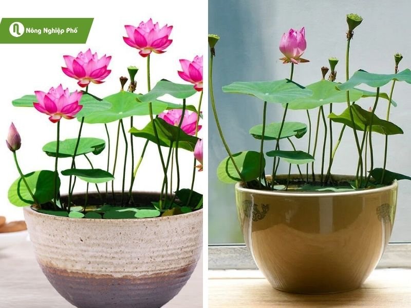 Hạt Giống Sen Nhật Mini 100gr – Sen Cảnh Thanh Tao, Gieo Trồng Số Lượng Lớn - Ảnh 5