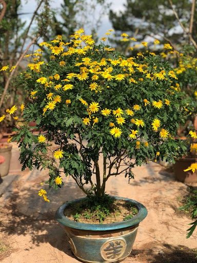 Hạt Giống Cúc Thân Gỗ – Loài Hoa Lâu Năm Độc Đáo, Hoa Vàng Sai Quanh Năm - Ảnh 11