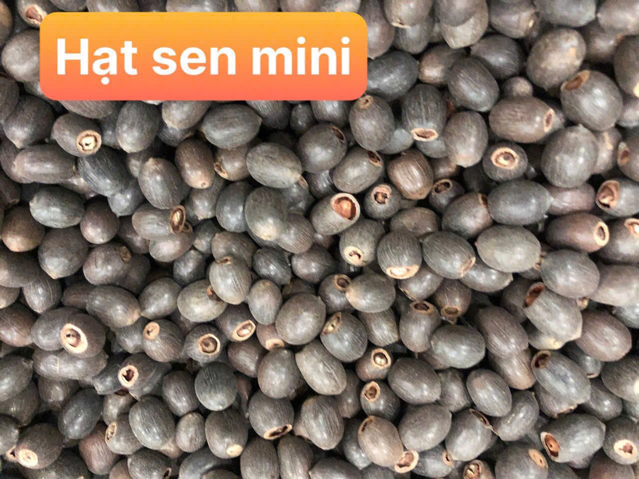 Hạt Giống Sen Nhật Mini 100gr – Sen Cảnh Thanh Tao, Gieo Trồng Số Lượng Lớn - Ảnh 2