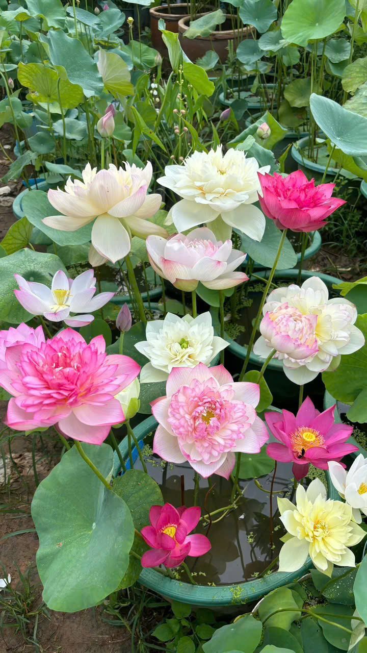 Hạt Giống Sen Nhật Mini 100gr – Sen Cảnh Thanh Tao, Gieo Trồng Số Lượng Lớn - Ảnh 3