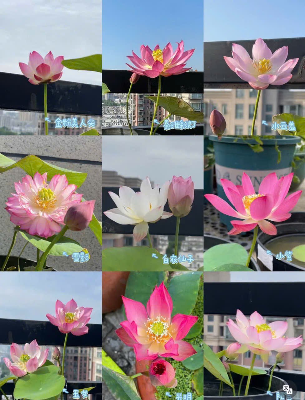 Hạt Giống Sen Nhật Mini 100gr – Sen Cảnh Thanh Tao, Gieo Trồng Số Lượng Lớn