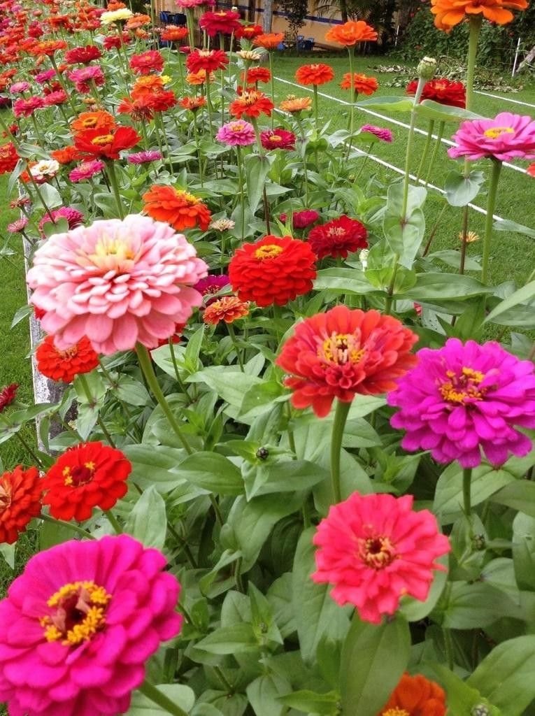 Hạt Giống Hoa Cúc Lá Nhám 1kg – Cúc Mặt Trời Siêu Sai Hoa, Dễ Trồng, Phủ Kín Sân Vườn - Ảnh 6