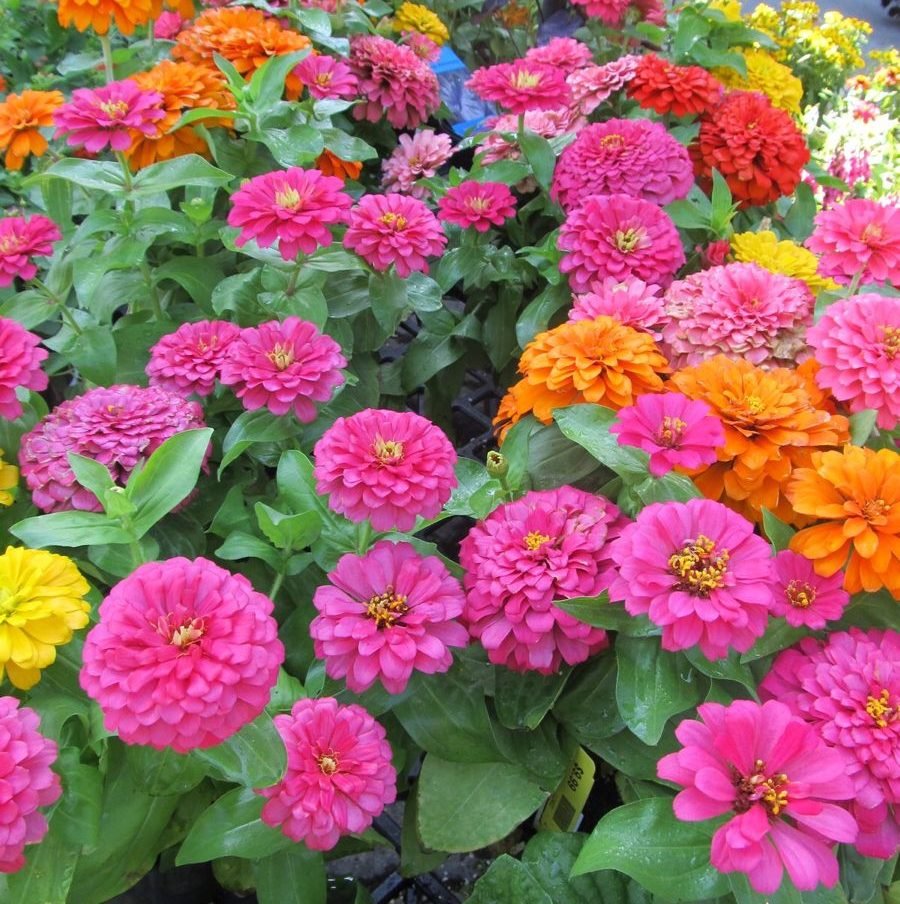 Hạt Giống Hoa Cúc Lá Nhám 1kg – Cúc Mặt Trời Siêu Sai Hoa, Dễ Trồng, Phủ Kín Sân Vườn