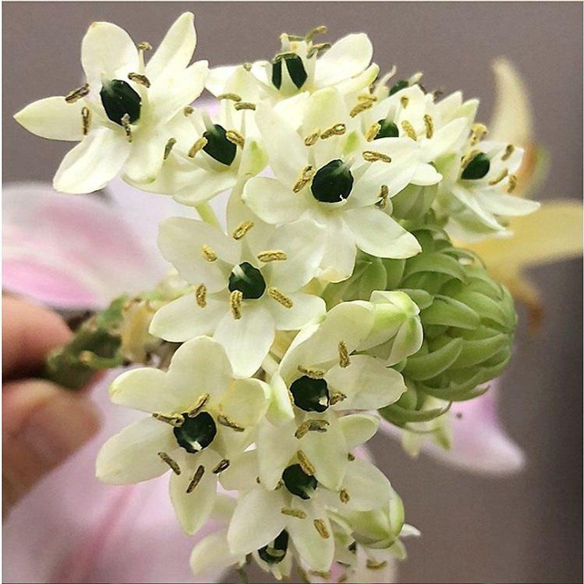 Củ Giống Hoa Thiên Nga Mắt Ngọc – Thanh Khiết, Sang Trọng & Hiếm Có - Ảnh 4