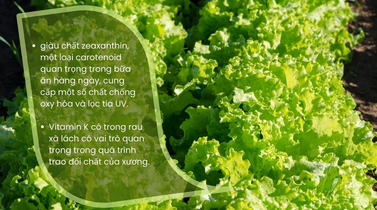 Hạt Giống Xà Lách Xoăn Thái Lan – Gói 0.5gr, Giống Rau Ăn Lá Sạch, Dễ Trồng, Nảy Mầm Cao - Ảnh 8