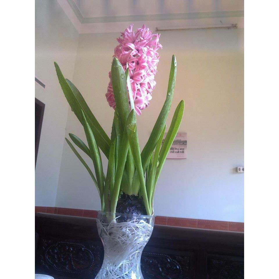 Củ Giống Hoa Tiên Ông Thủy Sinh – Dạ Lan Hương Thanh Khiết, Hương Ngát Như Nắng Xuân - Ảnh 3