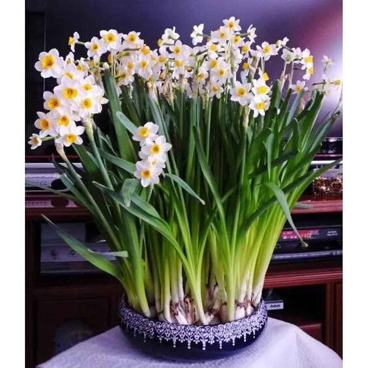 Củ Giống Hoa Thủy Tiên – Thanh Tao, Quý Phái & Biểu Tượng Tài Lộc Mùa Xuân - Ảnh 5