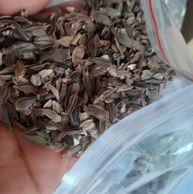 Hạt Giống Hoa Cúc Lá Nhám 1kg – Cúc Mặt Trời Siêu Sai Hoa, Dễ Trồng, Phủ Kín Sân Vườn - Ảnh 3