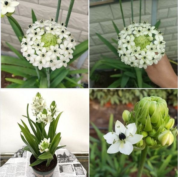 Củ Giống Hoa Thiên Nga Mắt Ngọc – Thanh Khiết, Sang Trọng & Hiếm Có