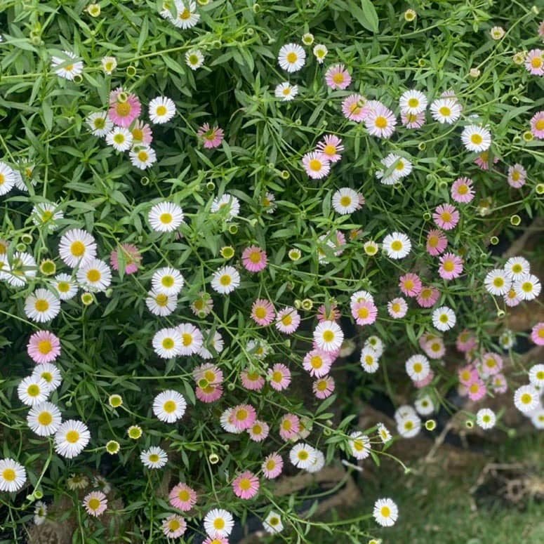 Cúc La Mã Đổi Màu (Roman Daisy) – Nàng thơ dịu dàng trong gió, chậu treo to sum hoa nở quanh năm