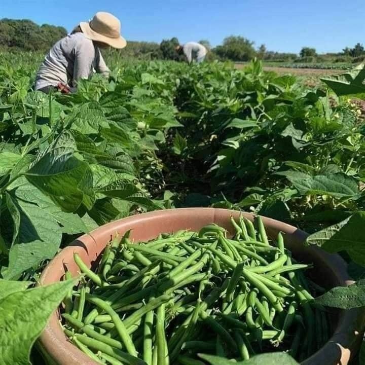 Hạt Giống Đậu Cove Lùn Siêu Quả – Gói 10gr, Cây Thấp Dễ Trồng, Trái Sai Dài Giòn Ngọt - Ảnh 3