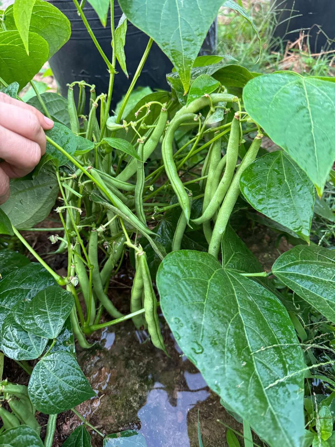 Hạt Giống Đậu Cove Lùn Siêu Quả – Gói 10gr, Cây Thấp Dễ Trồng, Trái Sai Dài Giòn Ngọt - Ảnh 4