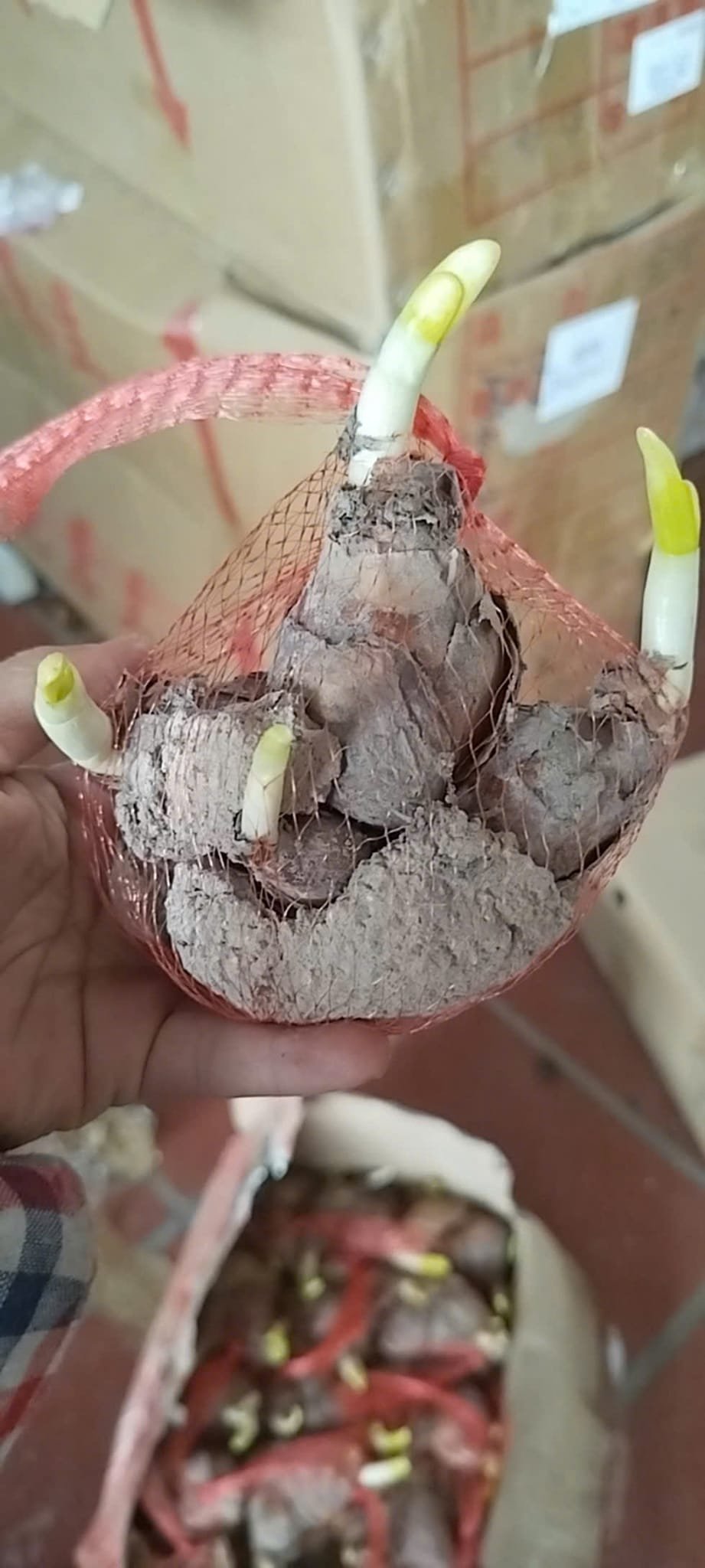 Củ Giống Hoa Thủy Tiên – Thanh Tao, Quý Phái & Biểu Tượng Tài Lộc Mùa Xuân - Ảnh 3