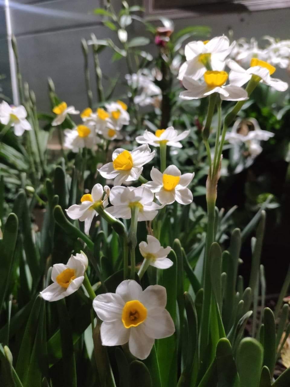 Củ Giống Hoa Thủy Tiên – Thanh Tao, Quý Phái & Biểu Tượng Tài Lộc Mùa Xuân - Ảnh 7