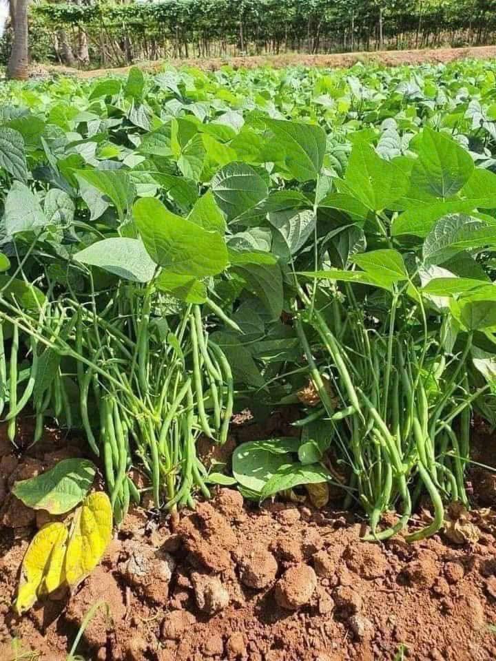 Hạt Giống Đậu Cove Lùn Siêu Quả – Gói 10gr, Cây Thấp Dễ Trồng, Trái Sai Dài Giòn Ngọt - Ảnh 5