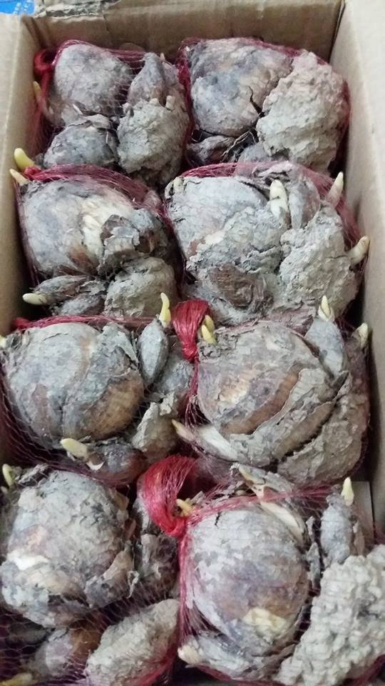 Củ Giống Hoa Thủy Tiên – Thanh Tao, Quý Phái & Biểu Tượng Tài Lộc Mùa Xuân - Ảnh 2