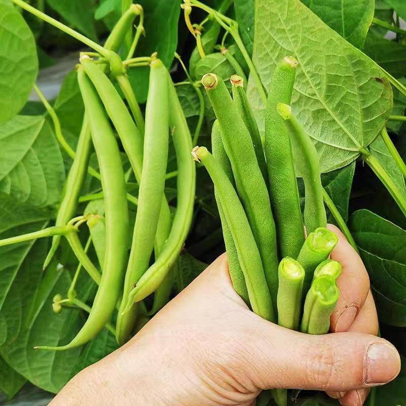 Hạt Giống Đậu Cove Lùn Siêu Quả – Gói 10gr, Cây Thấp Dễ Trồng, Trái Sai Dài Giòn Ngọt - Ảnh 6
